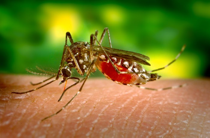 Focos de Dengue podem diminuir em SJDR