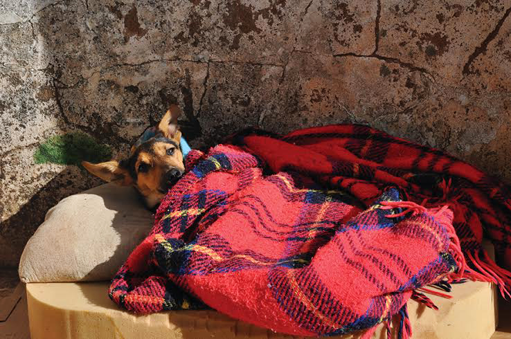 Com ajuda de voluntários, Parque assiste cães abandonados em Lavras