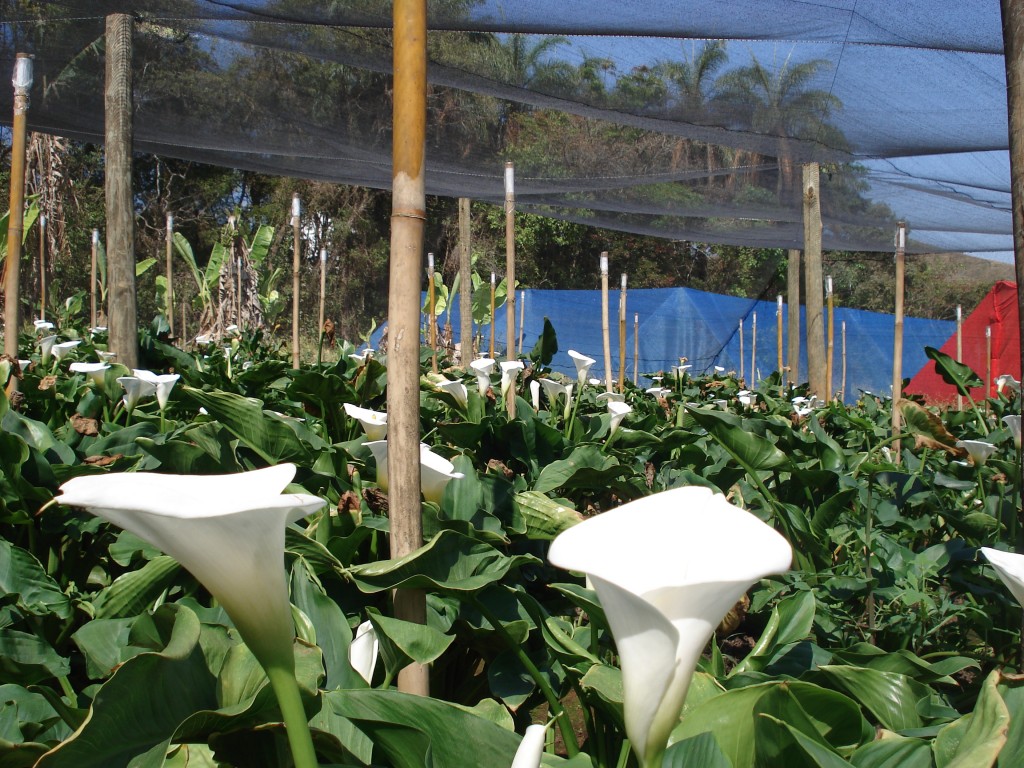 Além de rosas, os testes, que precisam de aprofundamento, também aconteceram em plantações de copos-de-leite FOTO: Divulgação EPAMIG – Samantha Mapa 