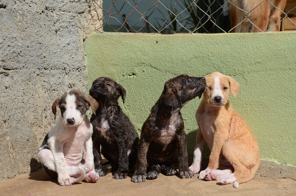 Cãezinhos a espera de adoção no Parque Francisco de Assis