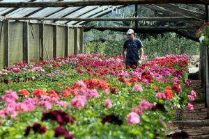 Minas Gerais é o segundo maior produtor de flores do país. FOTO: Rogério da Silva