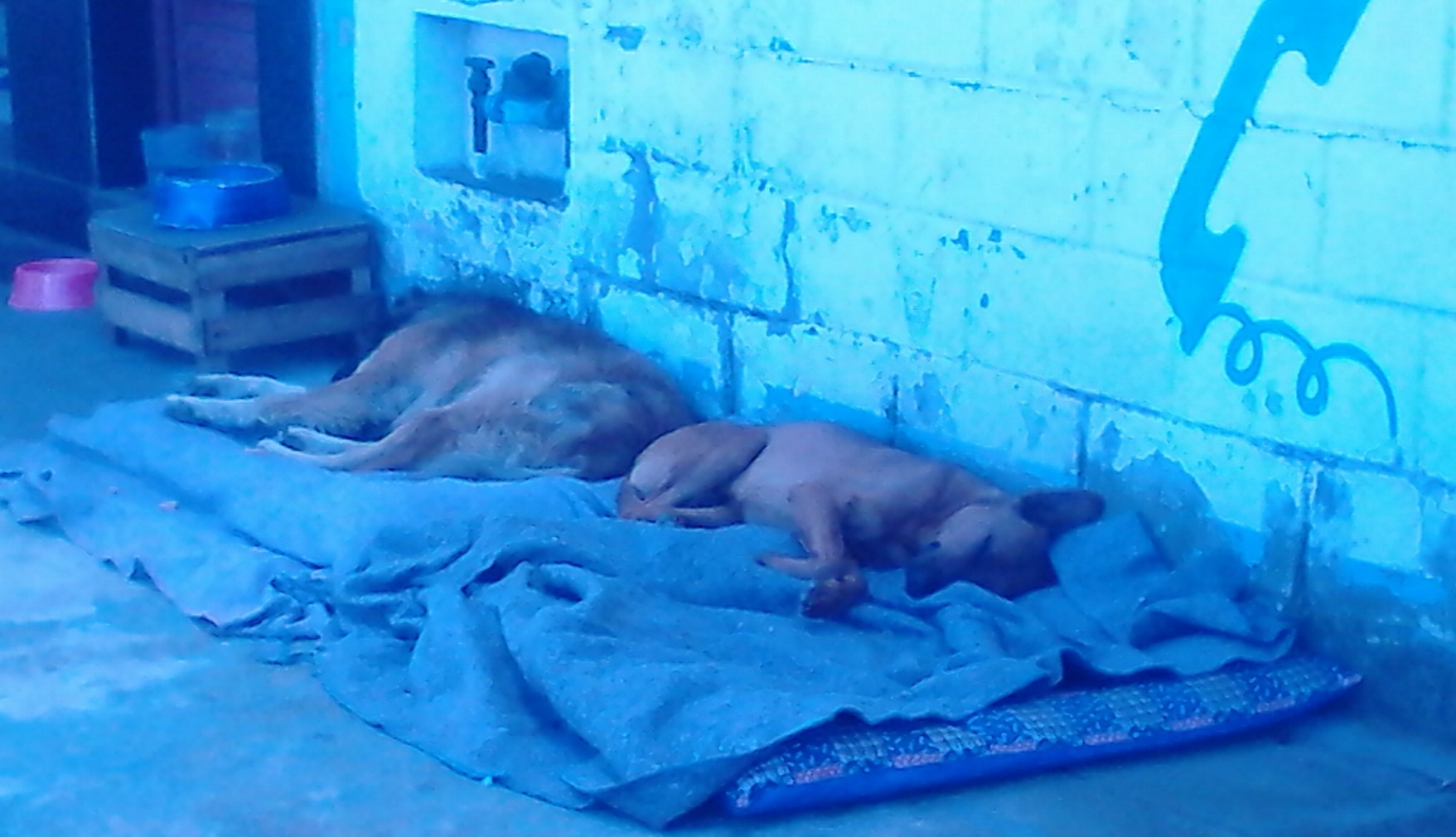 Doar cobertores, construir casinhas ou deixar ração são modos que a sociedade são-joanense faz para aquecer os cães no frio. FOTO/VAN: Graziela Silva