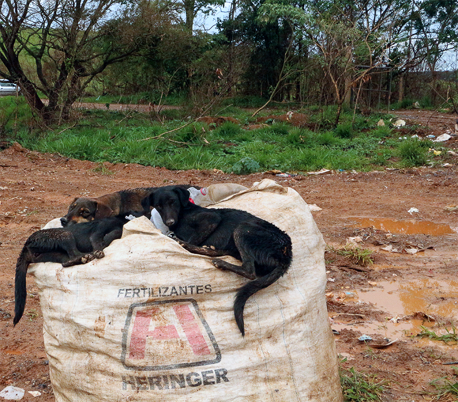 __O aterro sanitário de São João del-Rei é moradia para animais abandonados. Foto por Mike Tavares