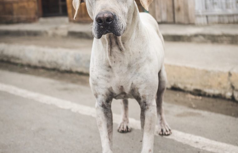 Tiradentes: Cães abandonados é cenário comum em Águas Santas