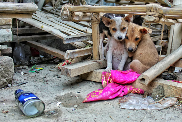 Mais de 10 milhões de cachorros estão em situação de abandono, segundo a OMS.