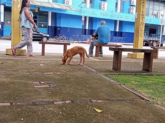 Cachorro de rua em São João del-Rei