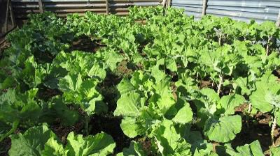 Couve plantada na instituição. 