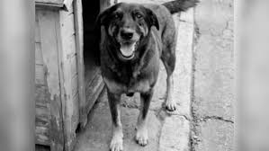 O silêncio dos animais