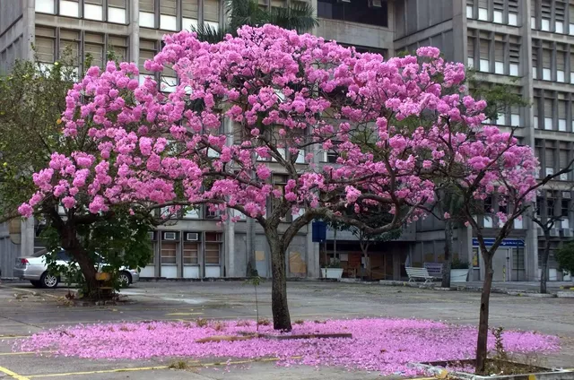 Por onde andam os Ipês