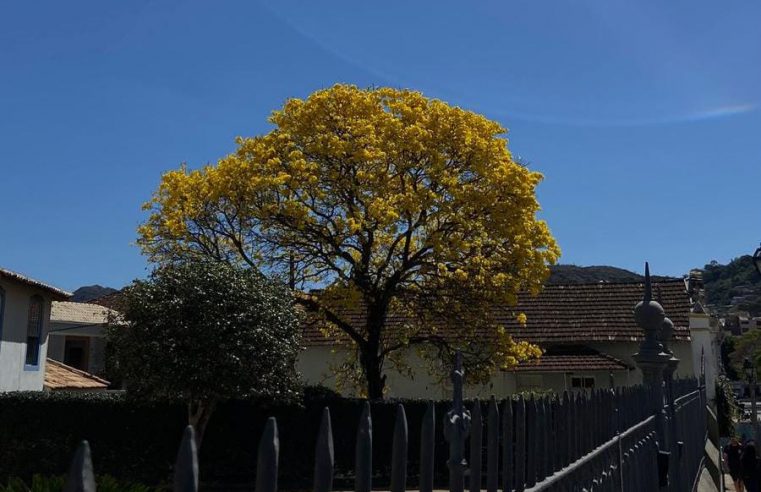 Dia Mundial de Prevenção ao Suicídio: Setembro além das flores amarela